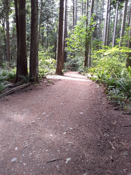 Trail in Pacific Spirit Regional Park